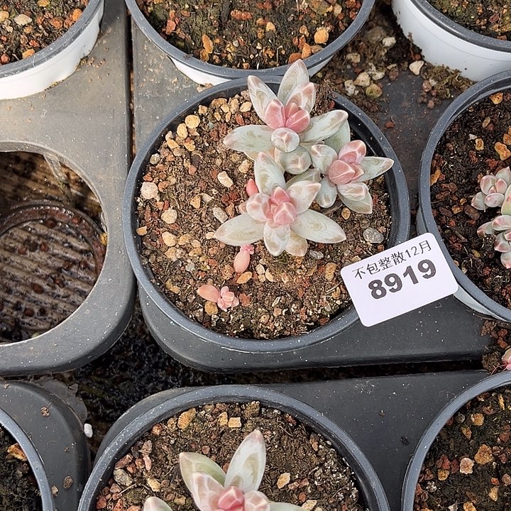 阿雅园艺。       8919玉霜美人