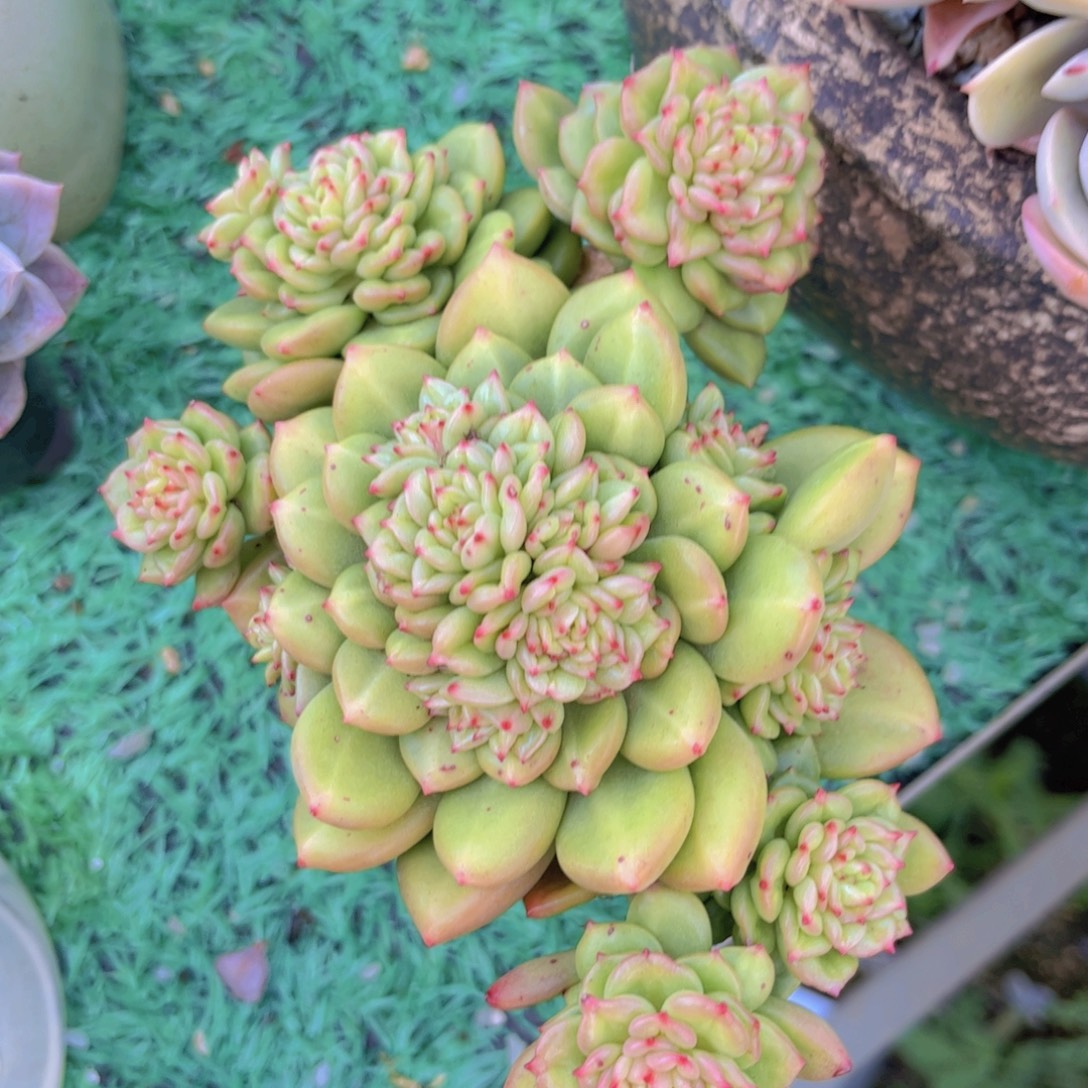 苹果花30119多肉植物