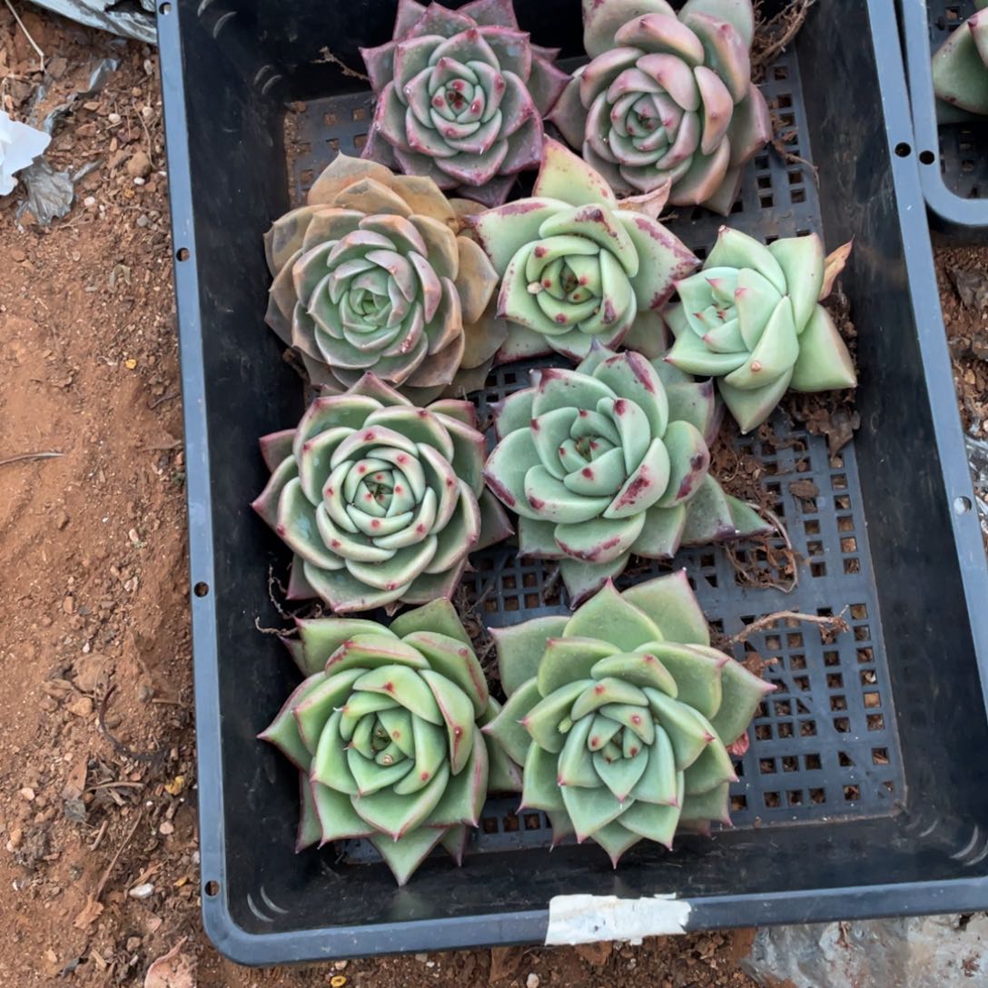 无花朵若如东云单拍B429
