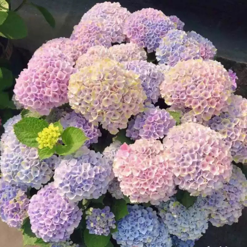 魔幻海洋 绣球盆栽花苗 直立会变色