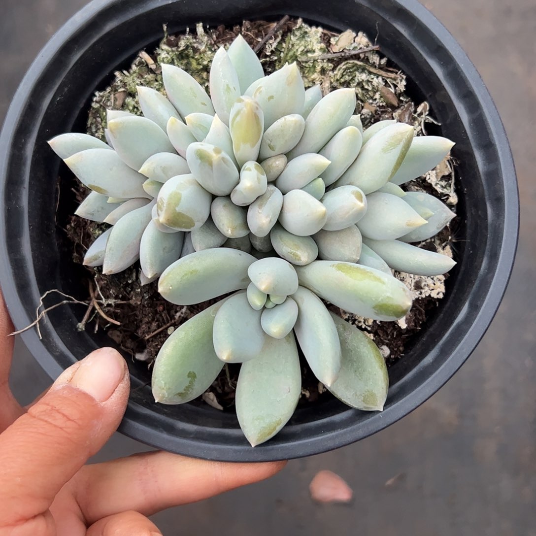 曾***节胖体朵朵缀一物一拍