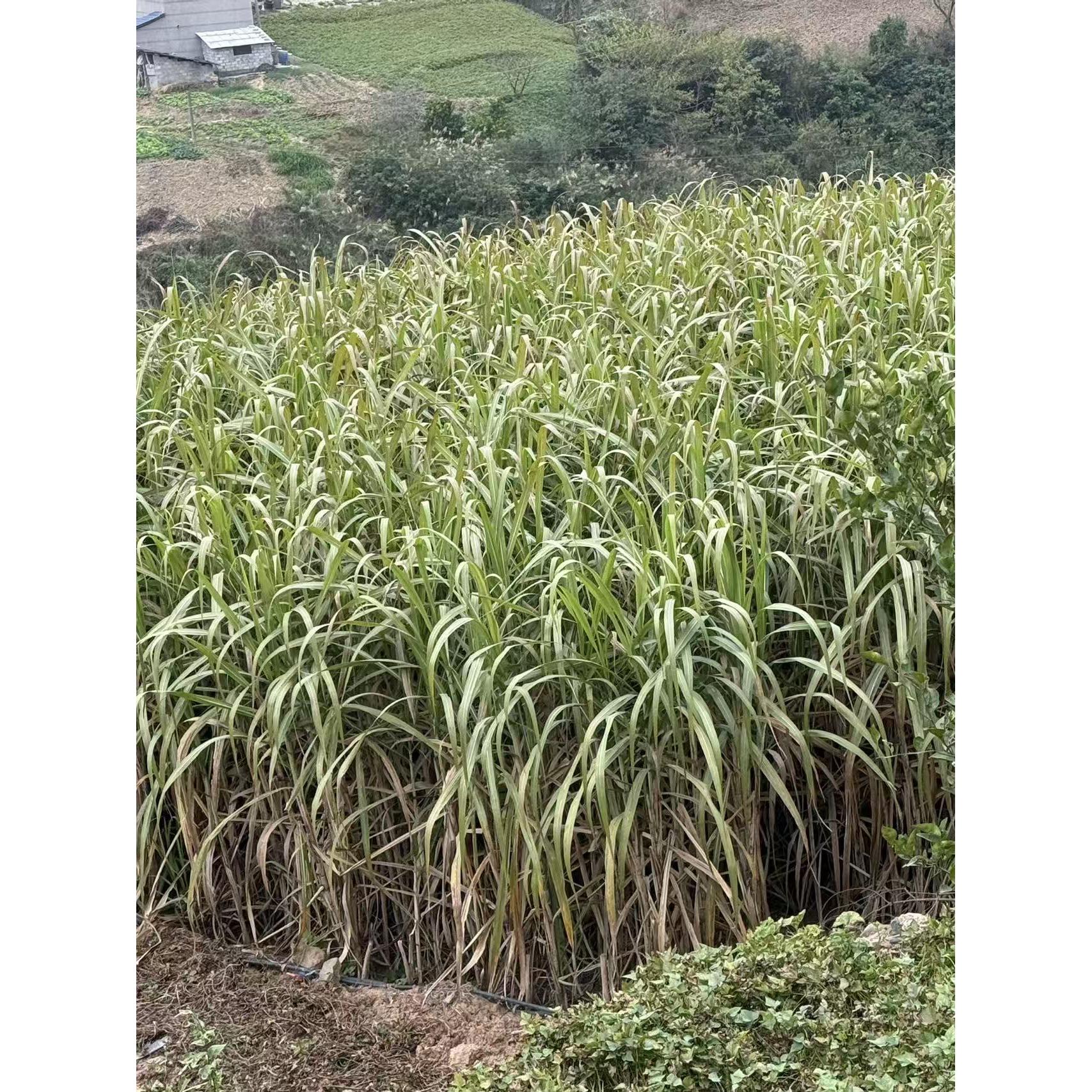 当季新鲜现砍清甜多汁水果甘蔗