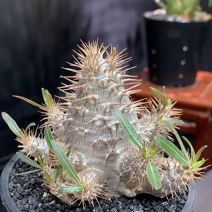 莲座棒槌1111111111111