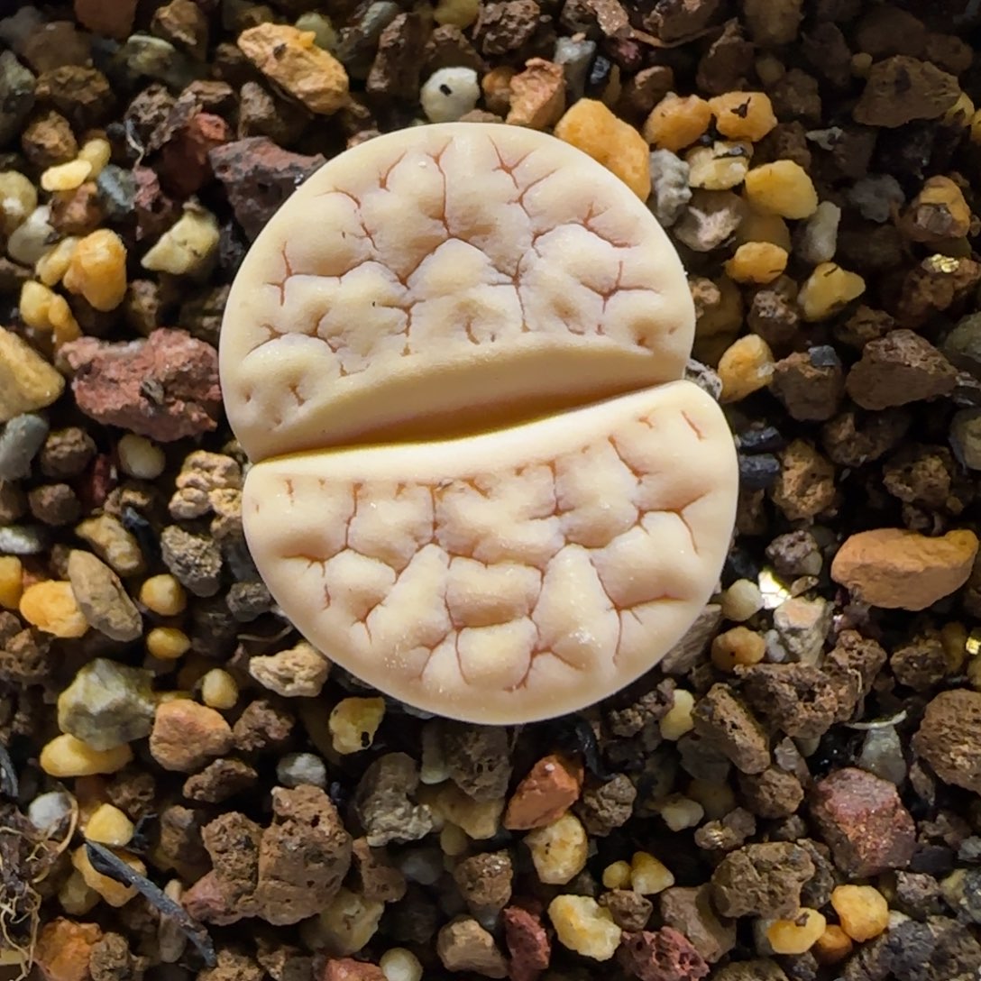 13.4。爱萌多肉清货。荒清盒。2009