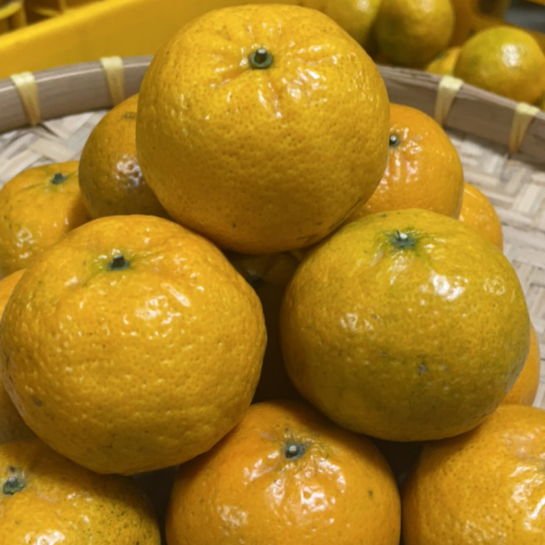 （2025梅江圈枝大红）鲜果，花香果香蜜甜，带果蒂