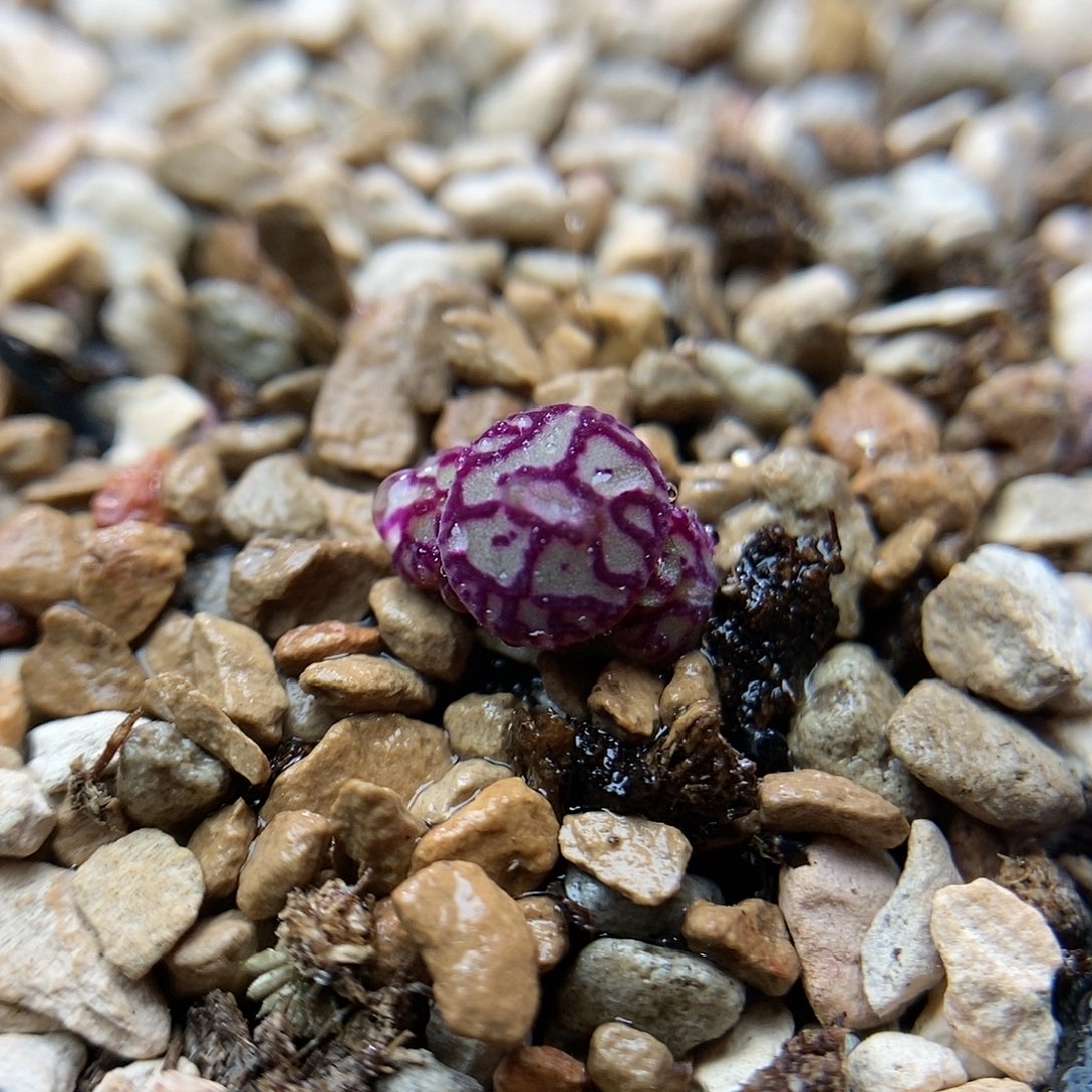 八重墨一颗二蜕三头包邮