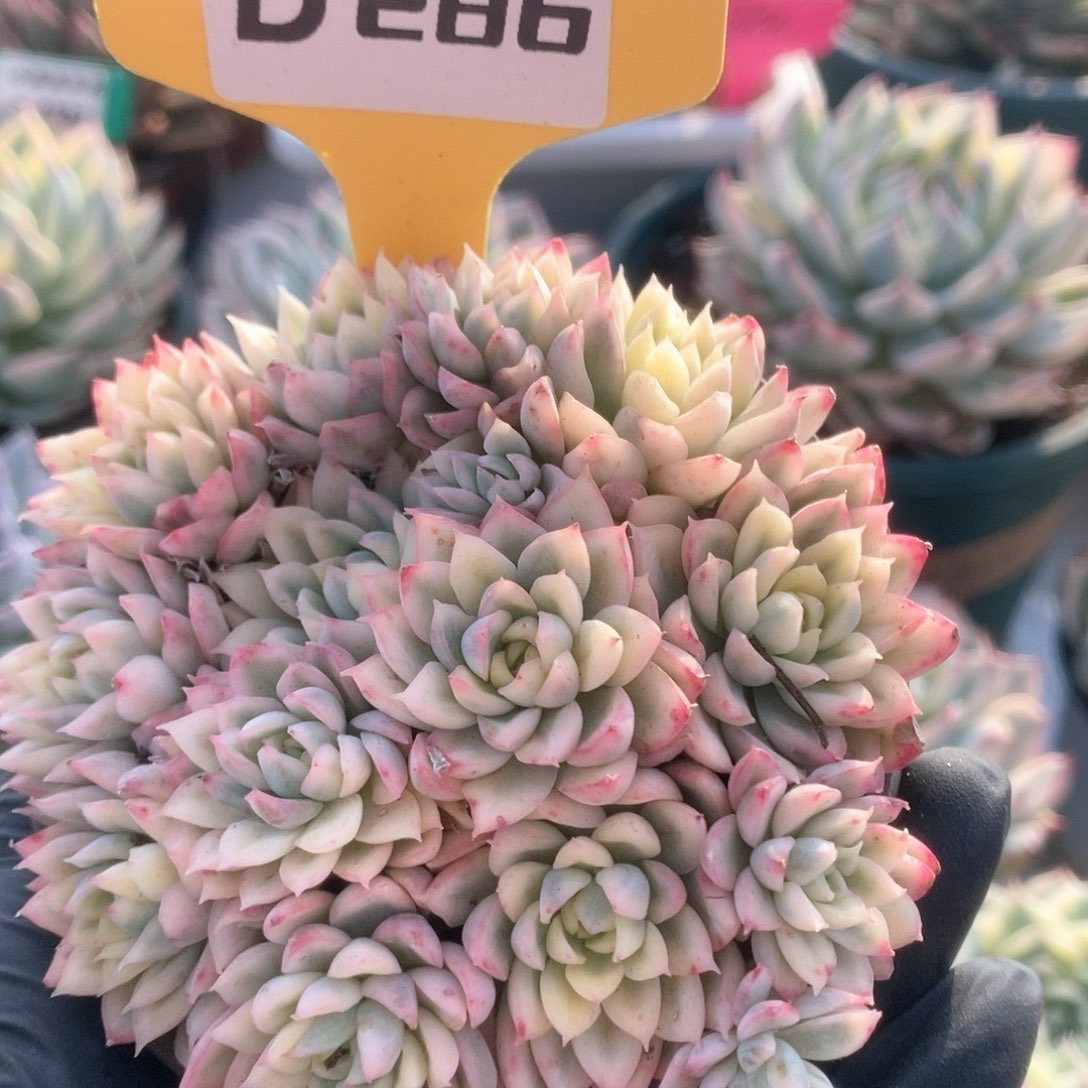 286女雏锦锦锦锦锦锦