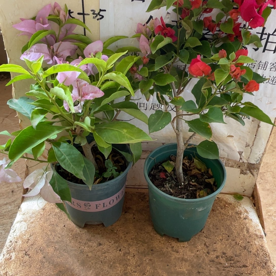 当前无花栽培后可以开花38h2