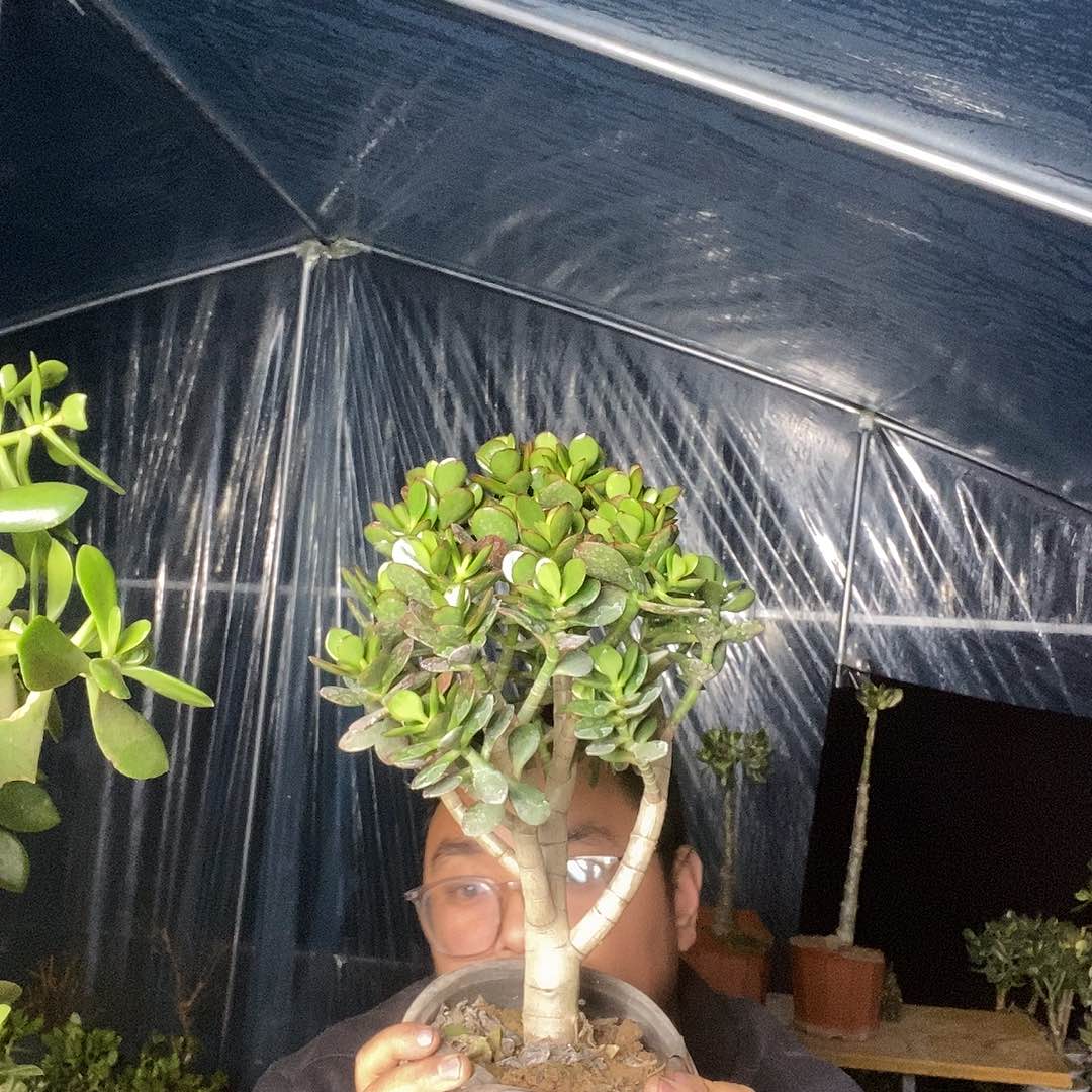 糖***爸当前无花栽培后可以开花