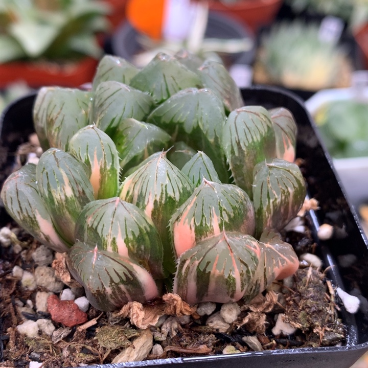 玉露锦，带盆发货了