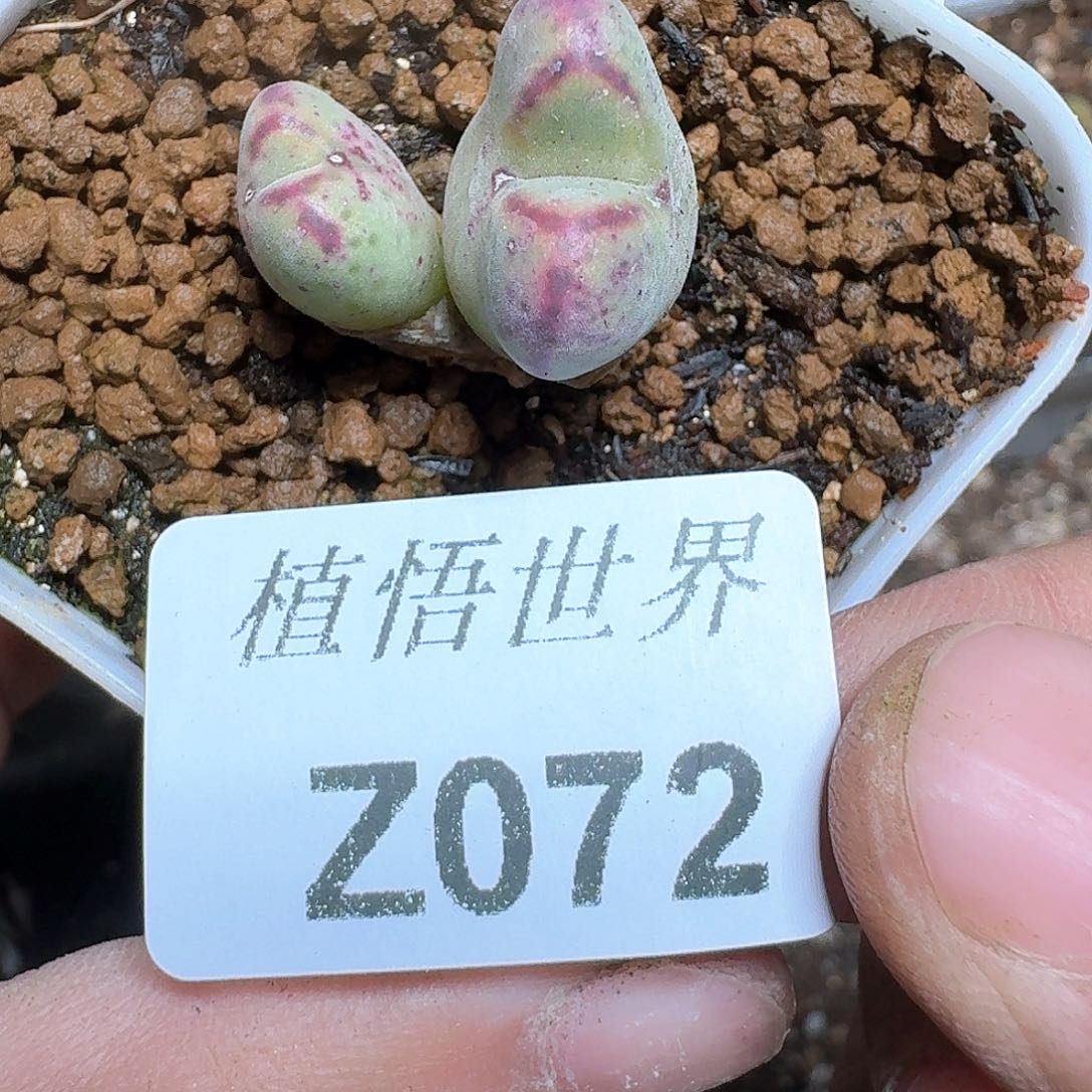 072号多肉植物哇d c