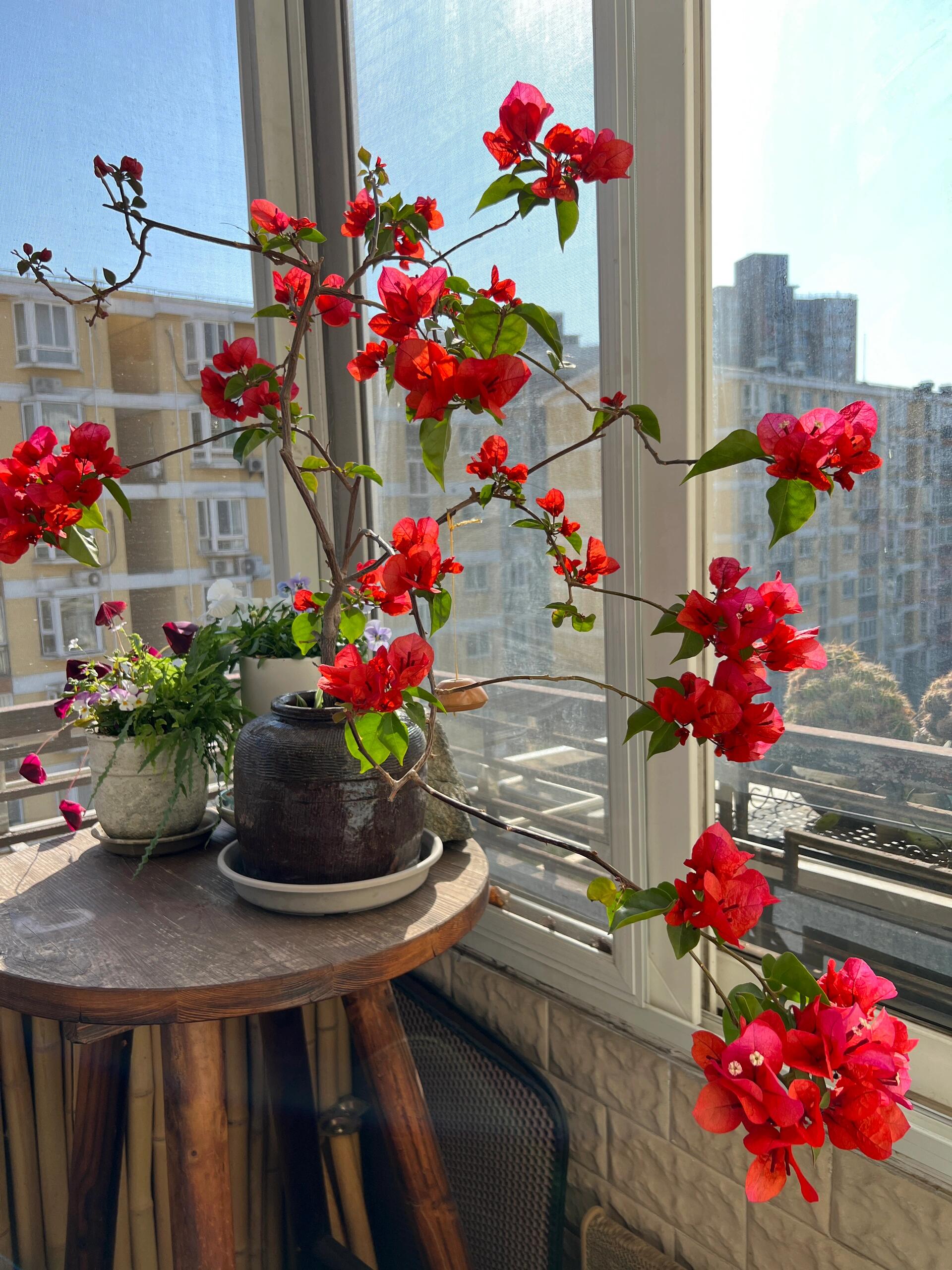 【中国红】三角梅盆栽庭院阳台飘枝爬藤地栽绿植花卉（终生包对版）