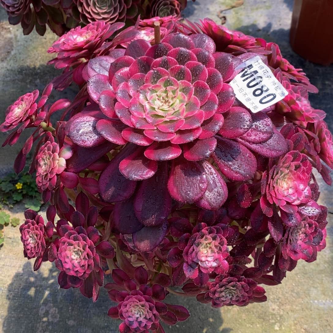 全部花朵080妖桩嫩桩红彤