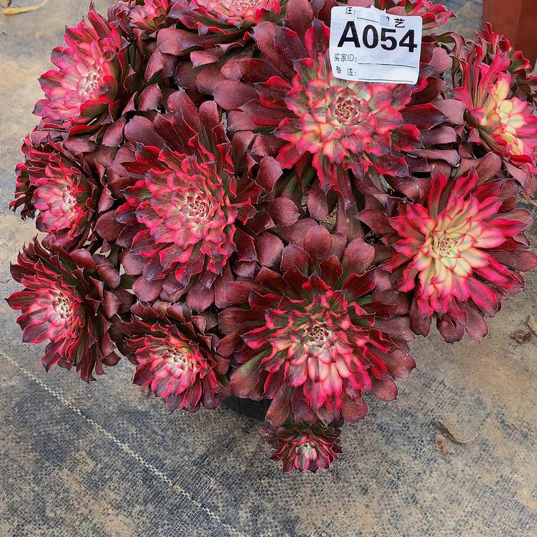 054多肉法师血迹