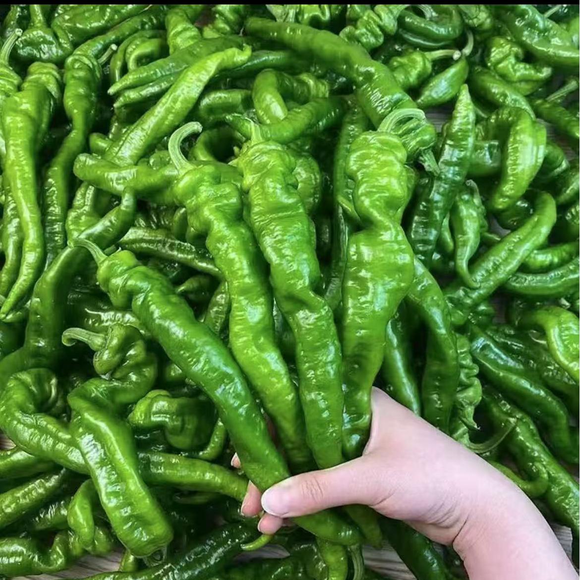 【螺丝椒】甘肃高原头茬螺丝椒皮薄脆嫩微辣口