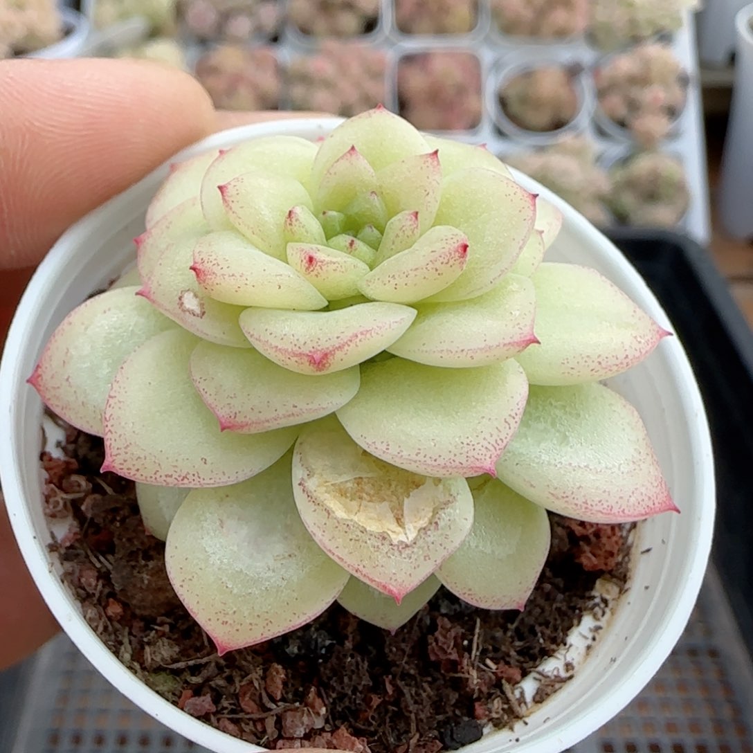 【闪购商品】0213-26伤