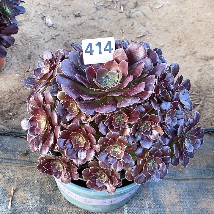 法师植物一物一拍，