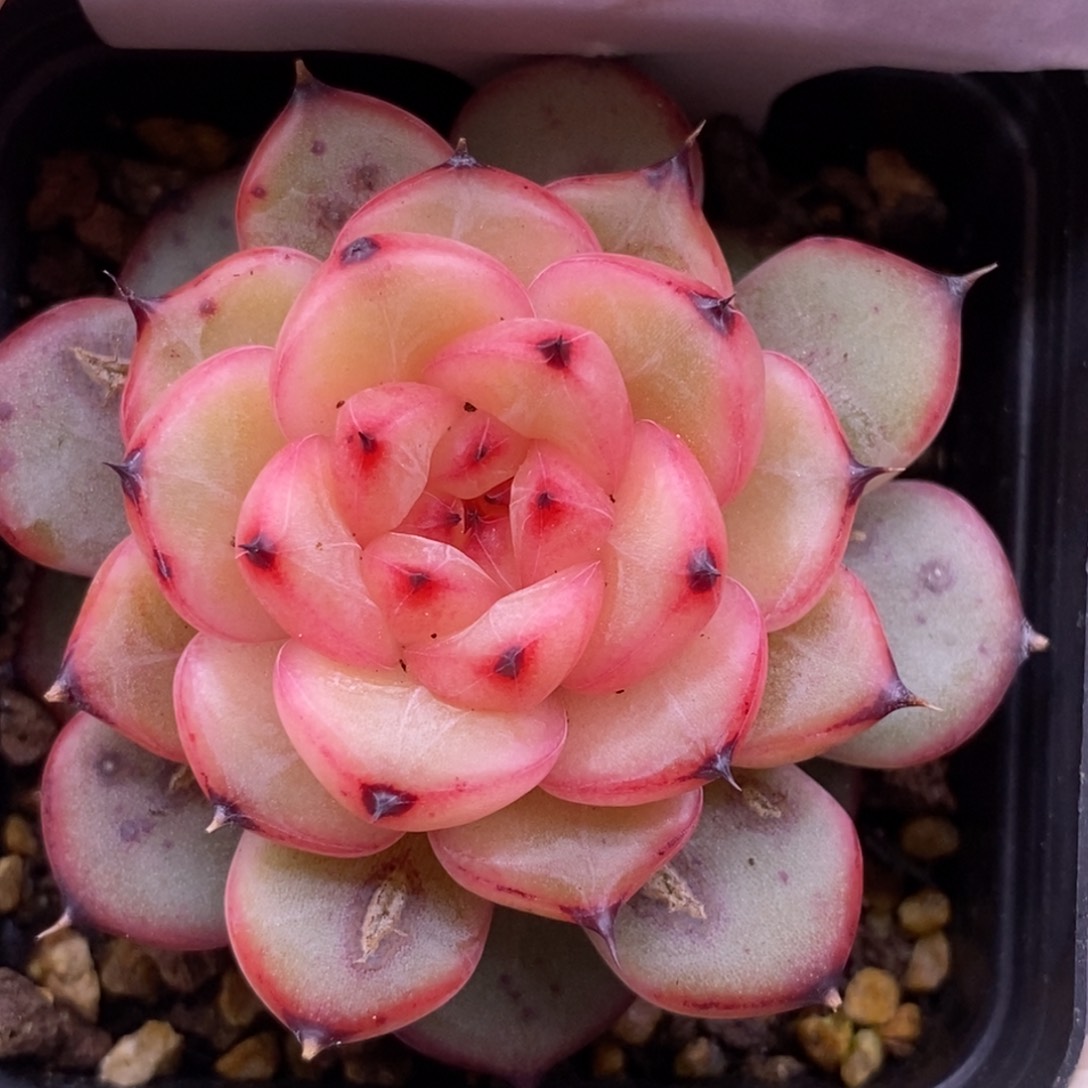 【闪购商品】22-169星光