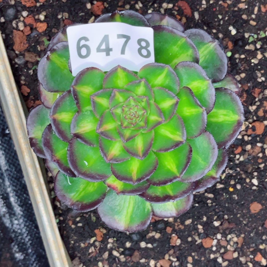 海王七彩多肉发货