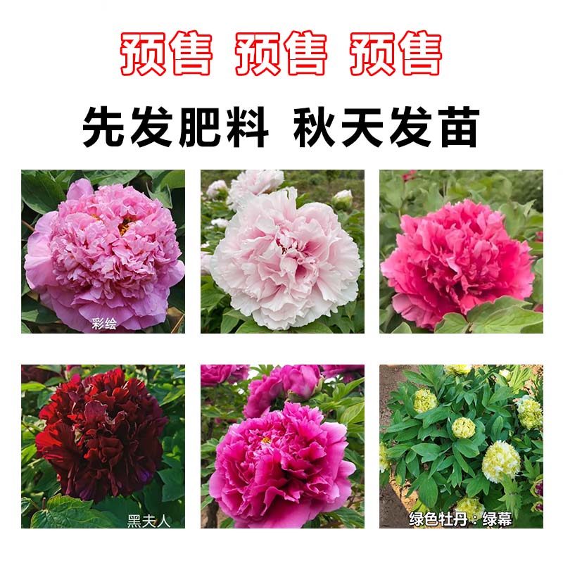 【国产精品牡丹】先发预售卡 秋天发种苗  裸根发货