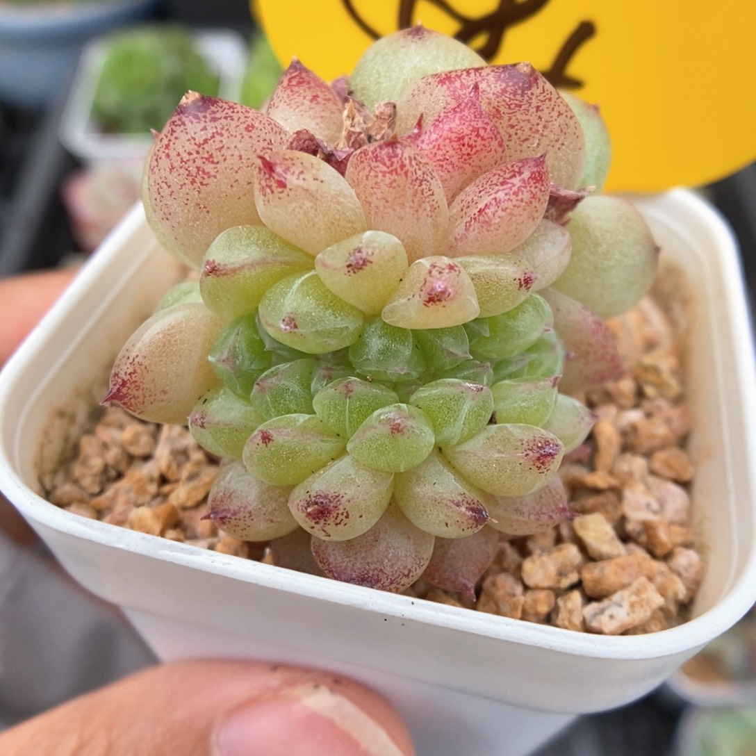 珍妮麦秆缀化585号