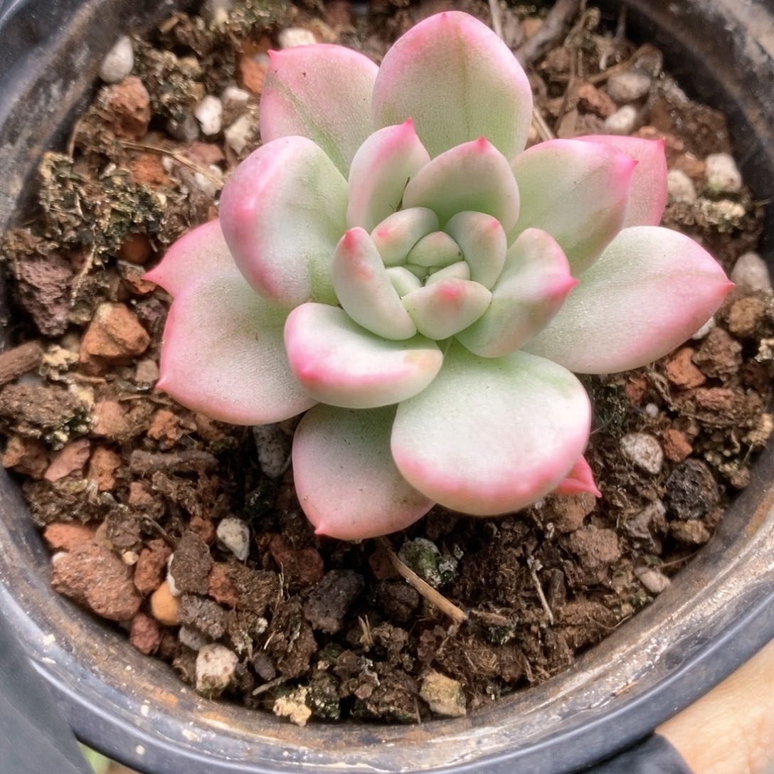 195鹰嘴红锦锦锦锦