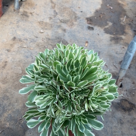 艳宁多肉植物010