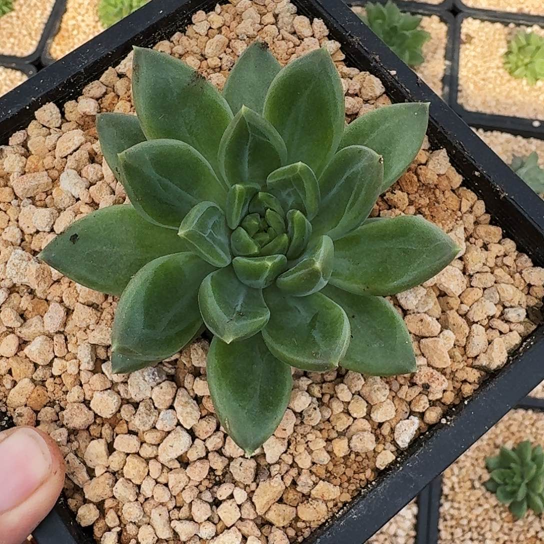 黄千手 单头 一物一拍