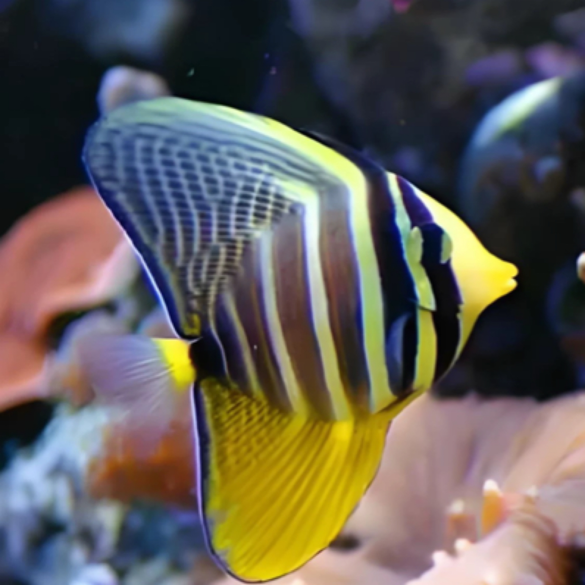 大帆吊海水观赏鱼发快递顺丰特快