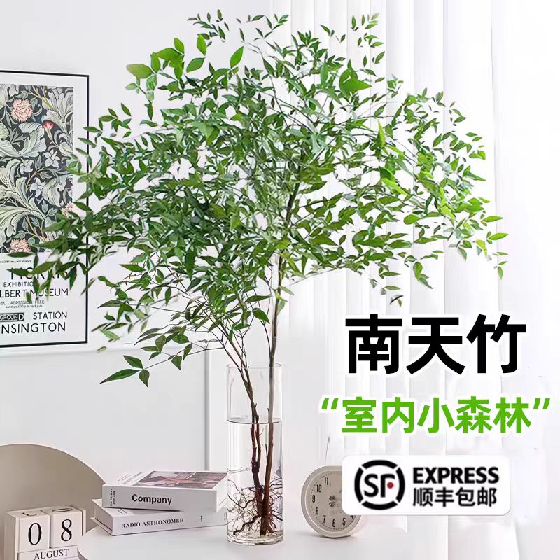 南天竹盆栽客厅办公室室内摆件绿植禅意造型轻奢装饰水培植物