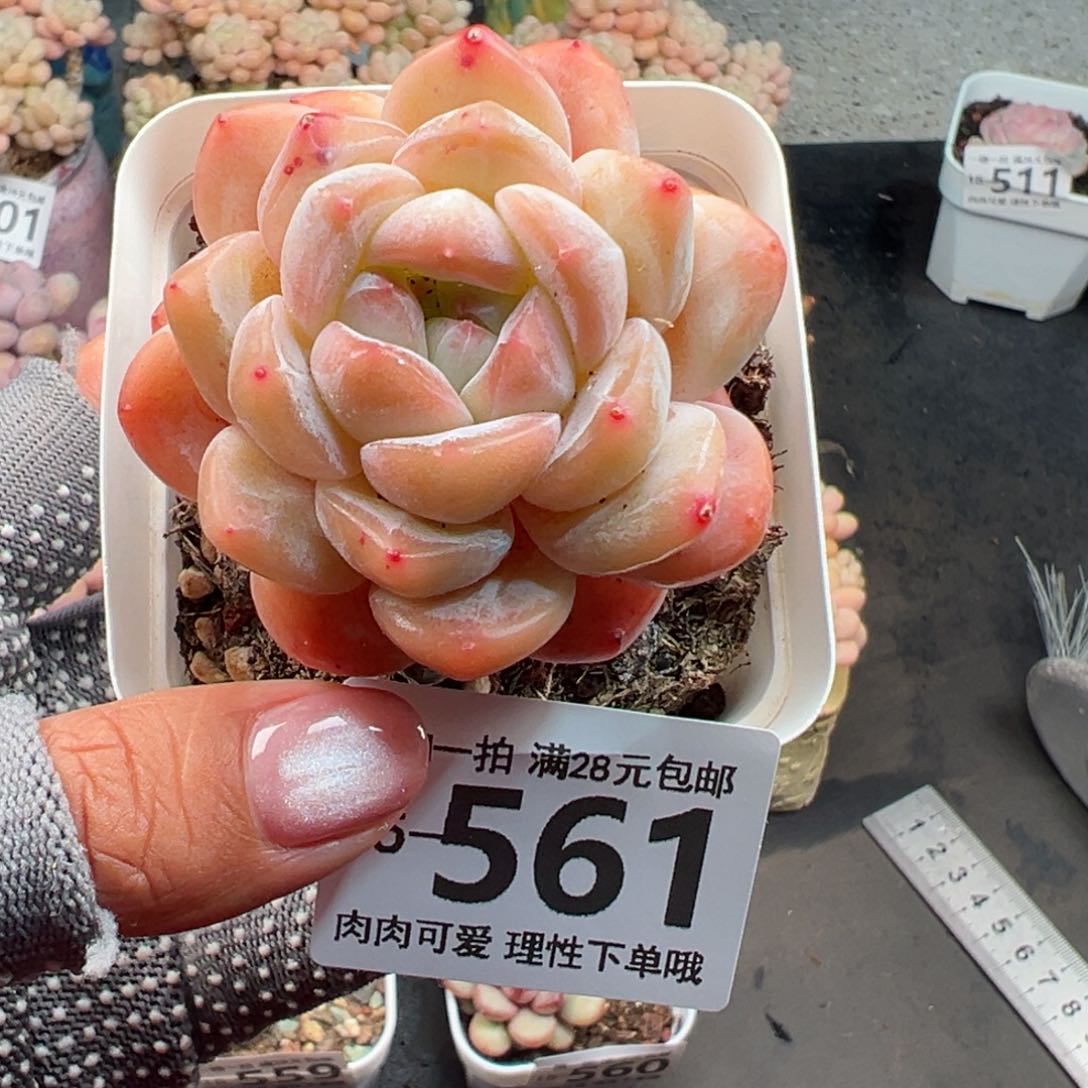 雪厚多肉多肉多肉多肉