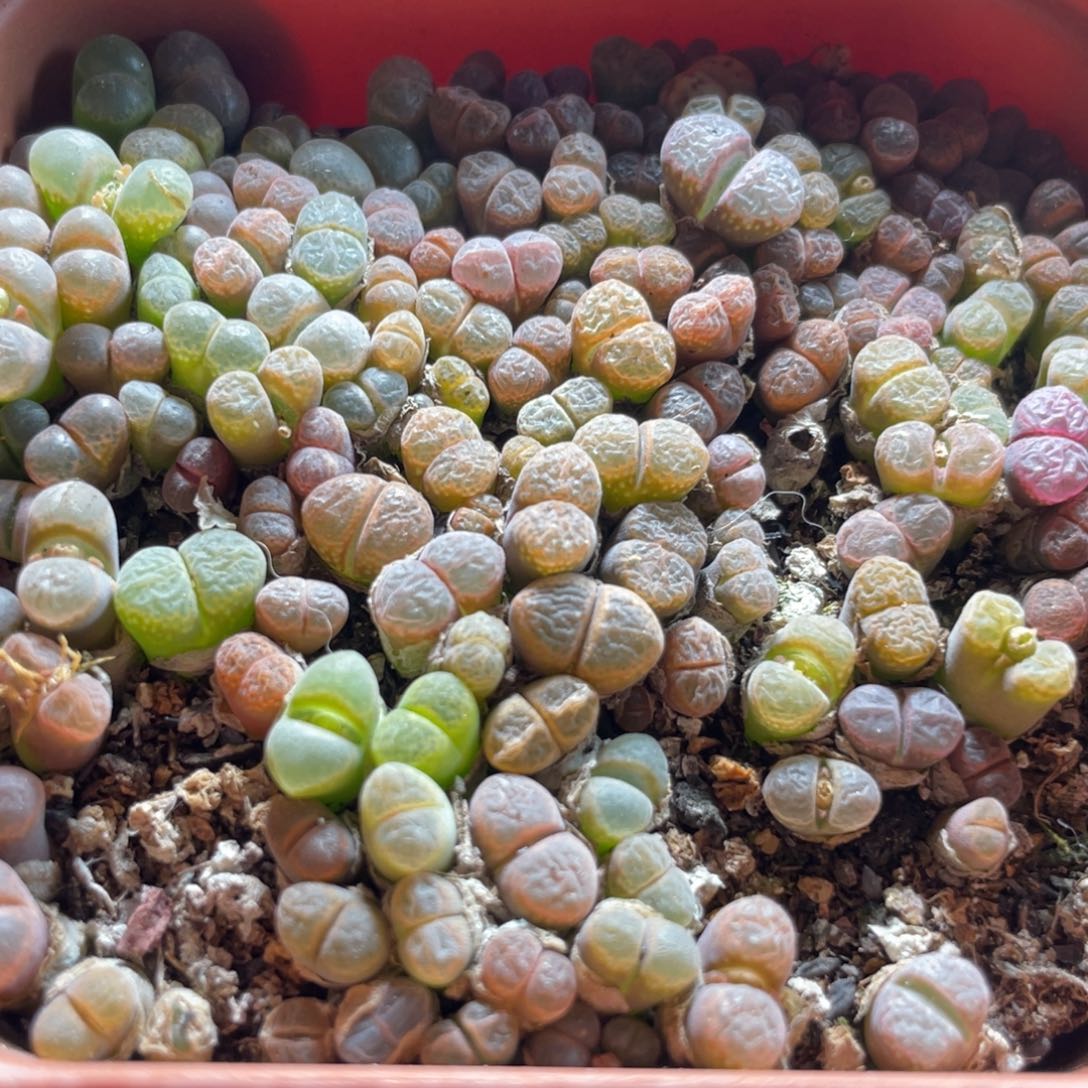 五彩风铃一物一拍～777