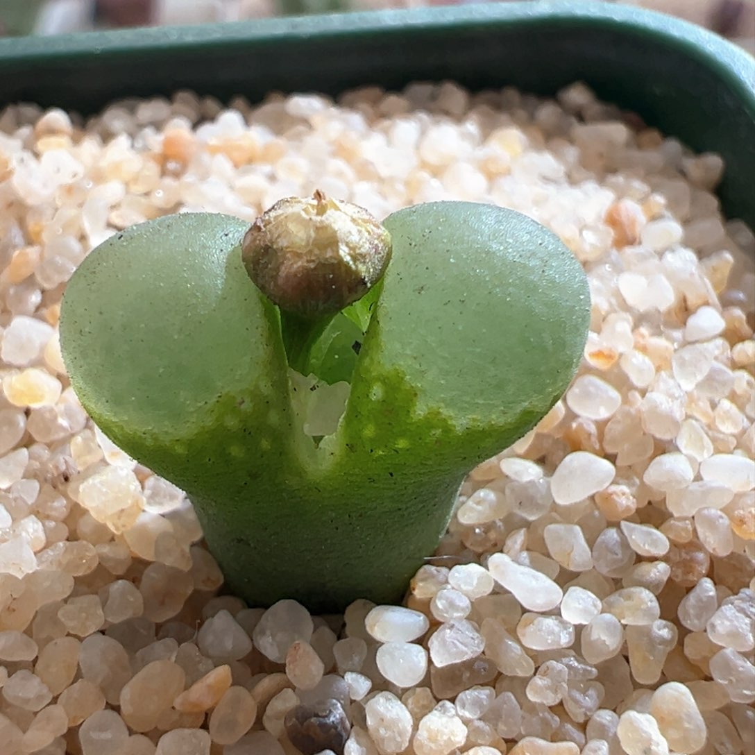 448。1453.9樱花风铃