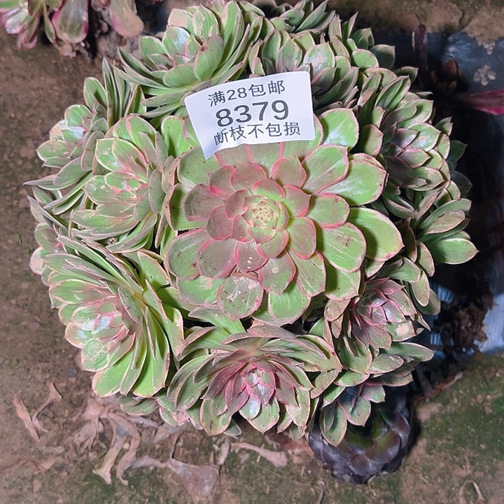 8379莲花座多肉植物
