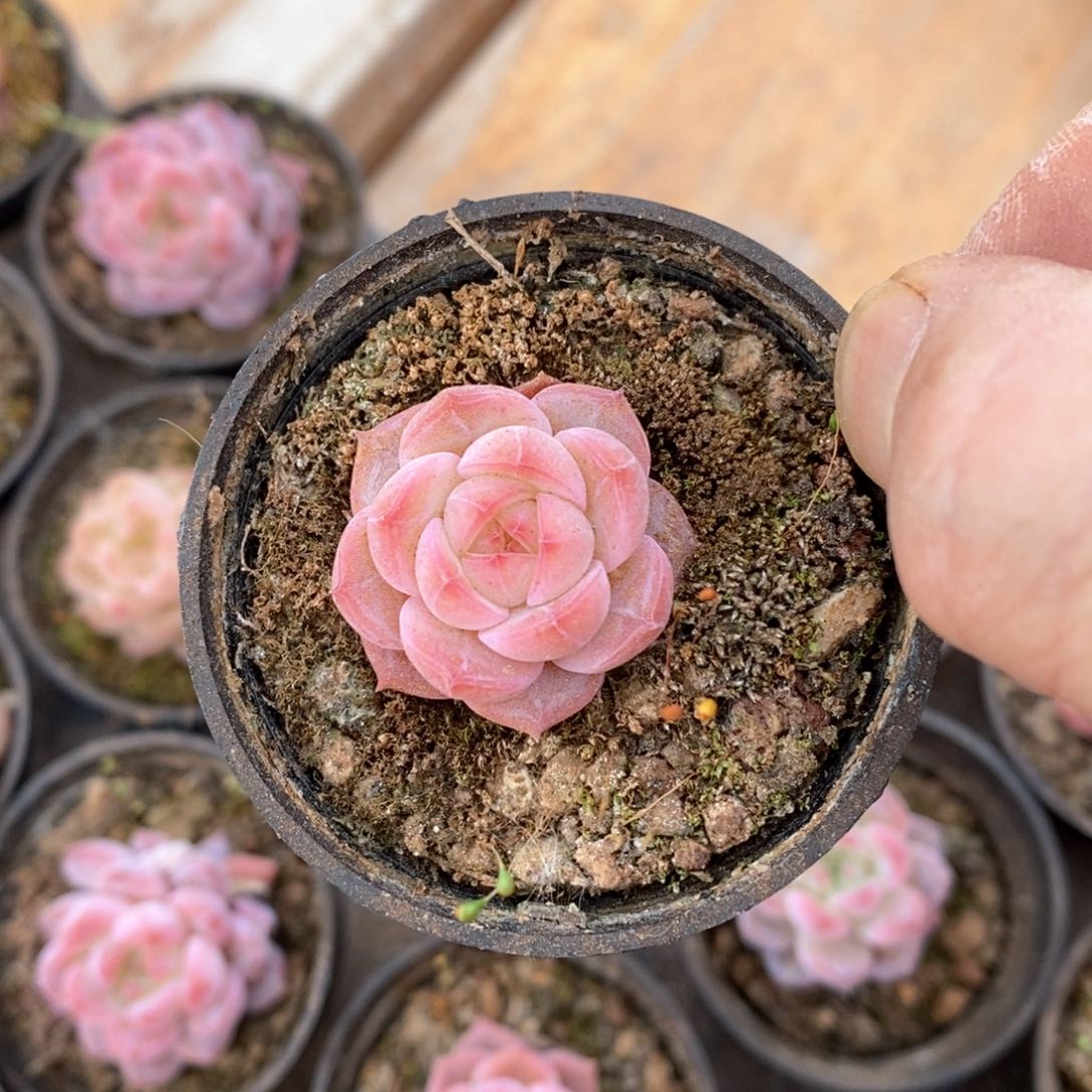 精品多肉一物一拍不包整162