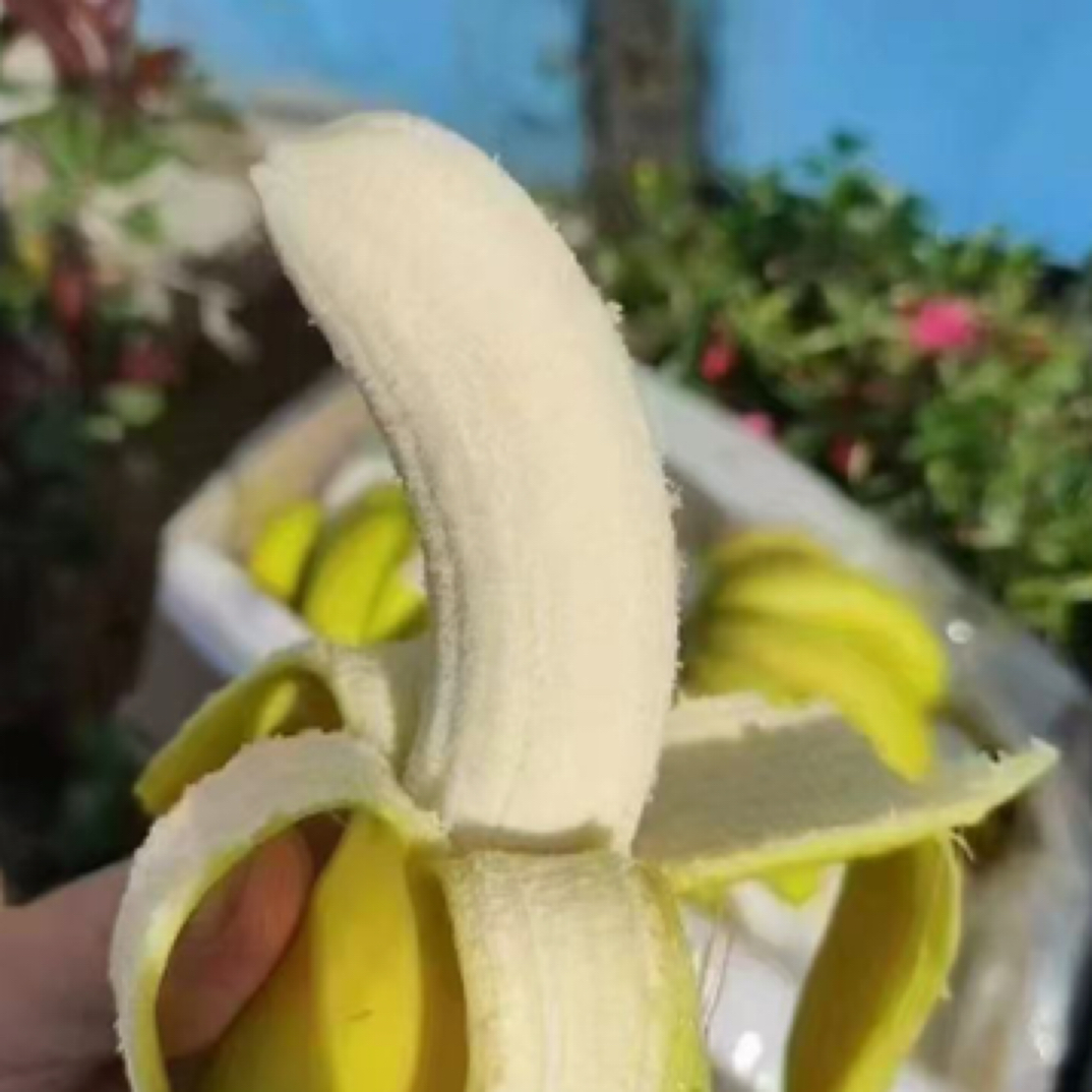 菲律宾进口香蕉15根一份（单根装）