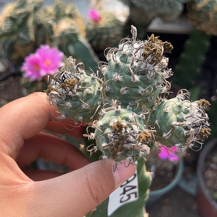 苗接四头碳刺升龙仙人球 945