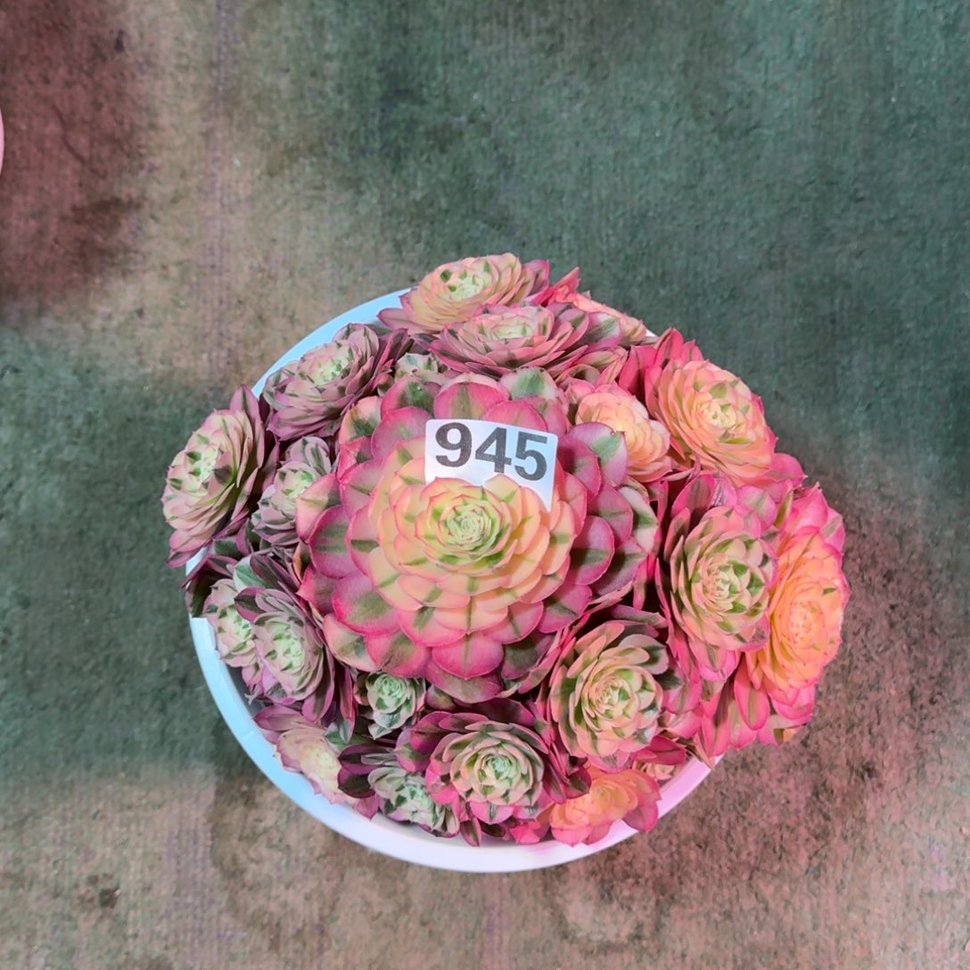 晨***悟945！倾城法师多肉植物