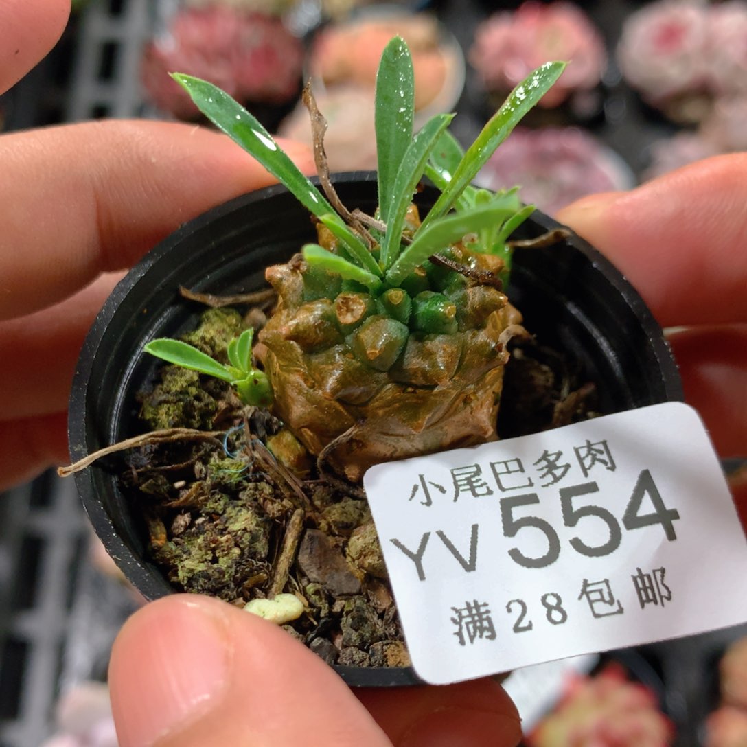 5CM拇指盆精控多肉YV554