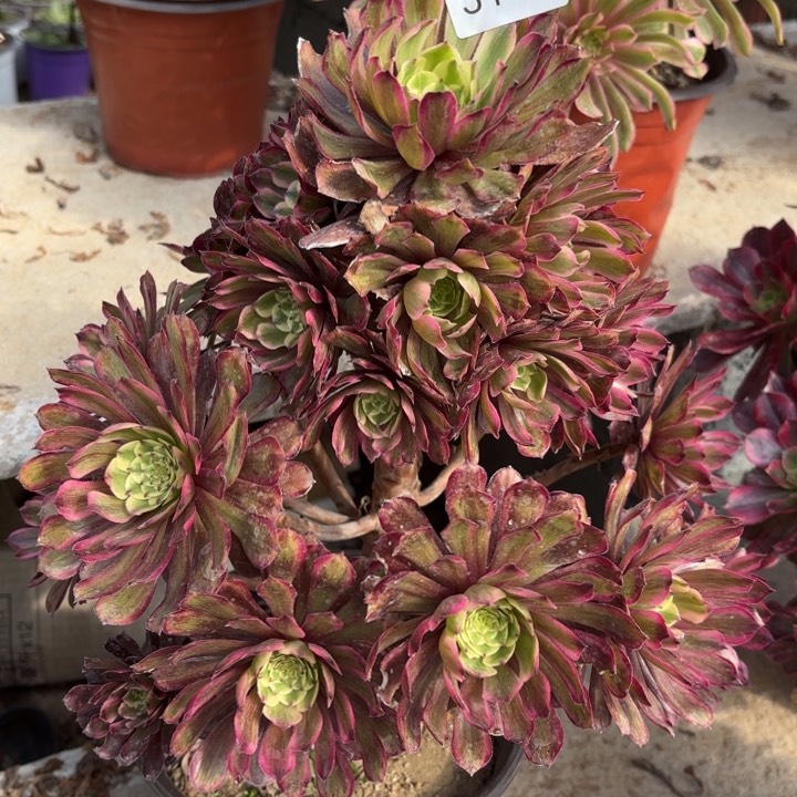 紫霞仙子多肉法师3111