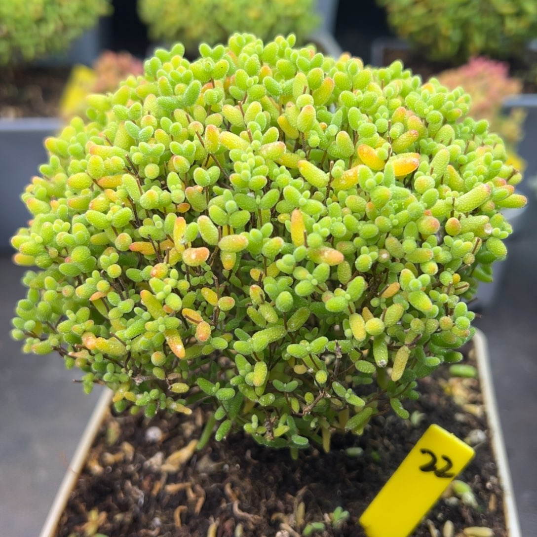 蜜橘糖球22号12cm盆