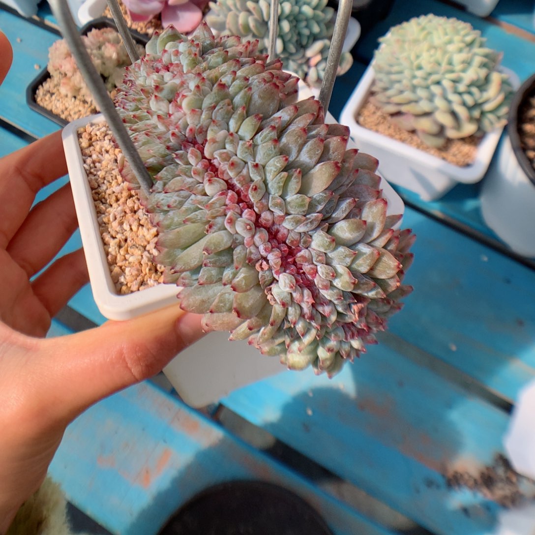 多肉植物。 冰魄缀8