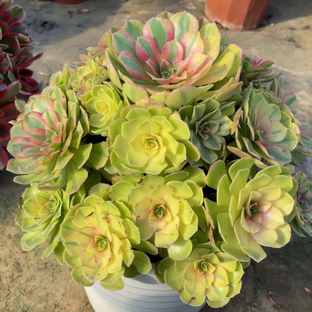 266雨合精品法师老桩