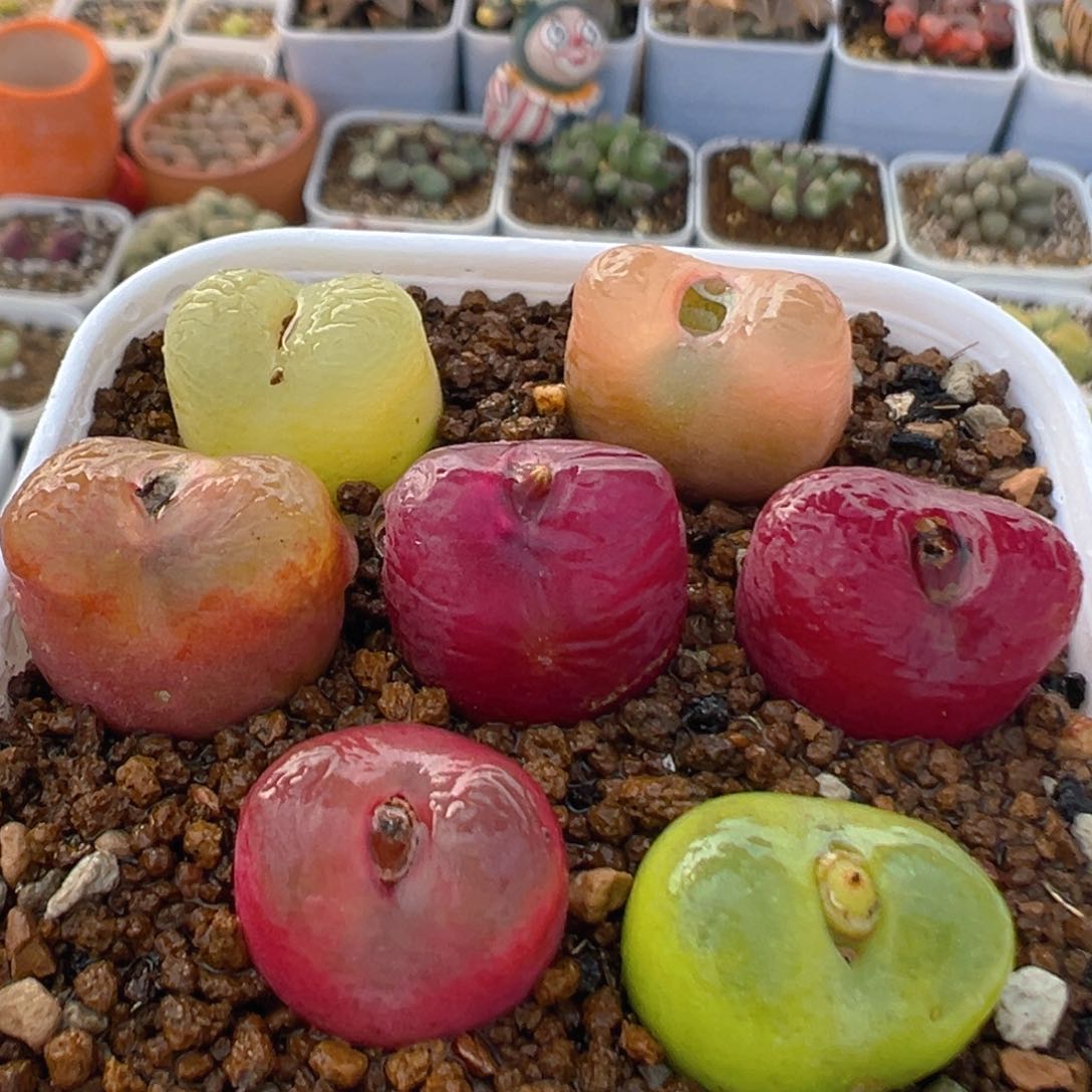 82多肉植物百科知识