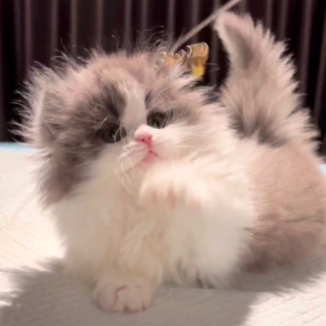 蓝白米努特拿破仑矮脚猫咪