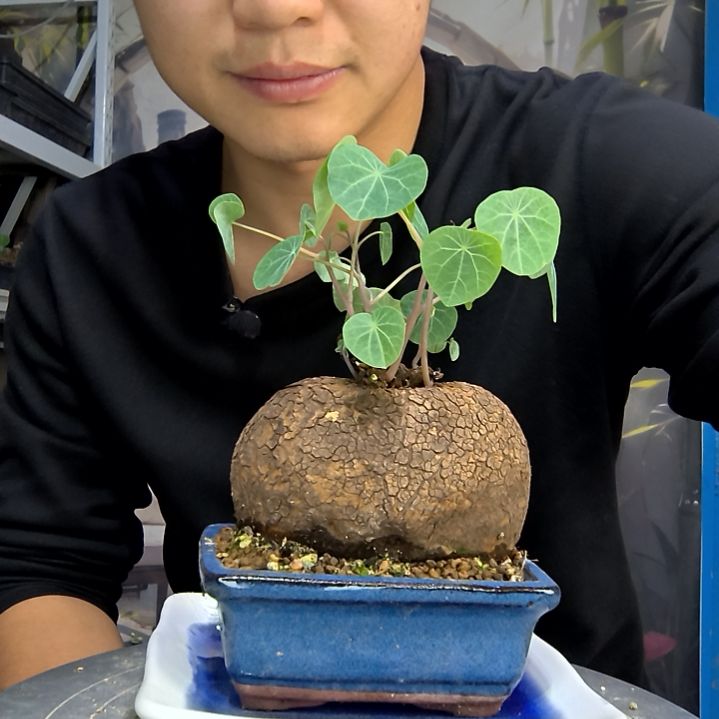 B***y中青园艺一物一拍花62