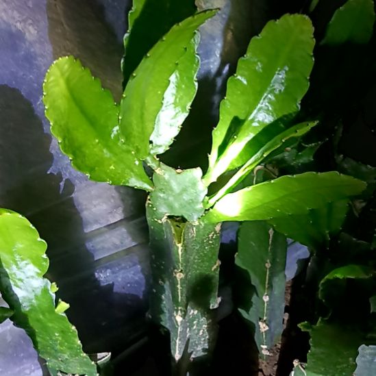 逢***戏完全开放令箭何花东北小粉