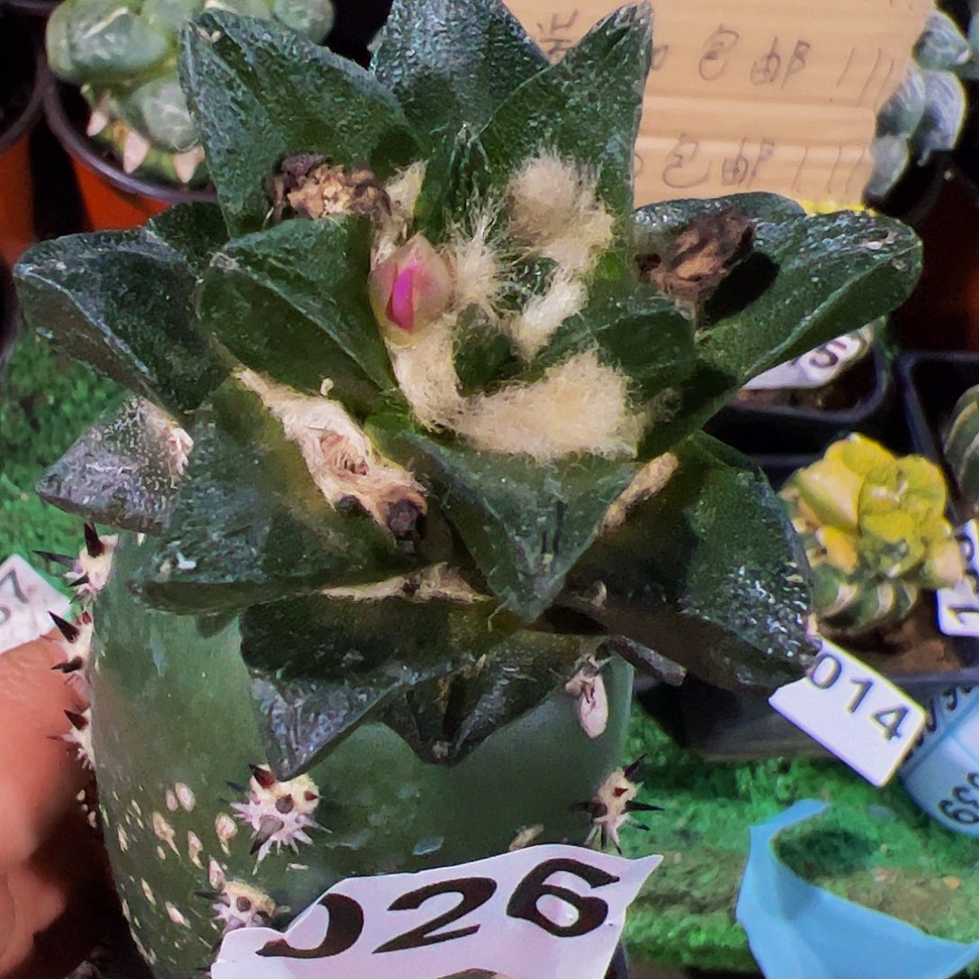 无花朵短尤龙角牡丹026