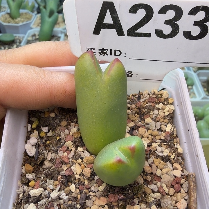 233。满38包邮肉锥