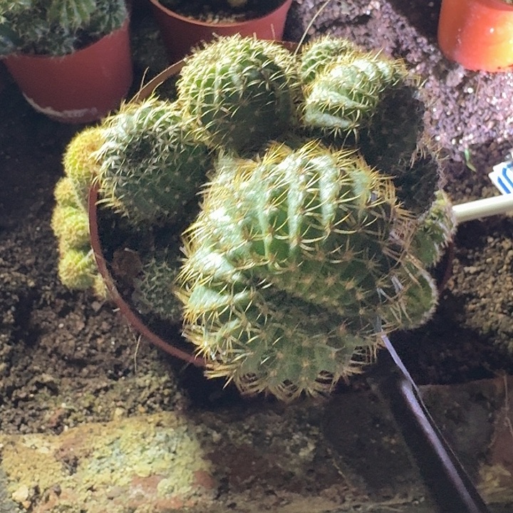 木***风无花朵丽花哈哈哈哈哈哈哈哈哈